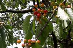 Cherry picking at Zutphen